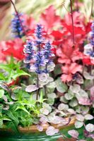 Ajuga, Hedera and Heuchera in a planted comtainer.