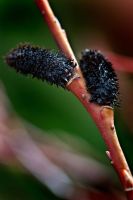 Salix gracilistyla 'Melanostachys' - Black Pussy Willow