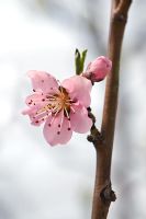 Prunus persica var nectarina - Nectarine blossom
