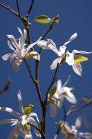 Magnolia stellata 'Centennial' against deep blue sky