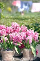 Display of pink Hyacinths in hessian containers at Bed and breakfast de Lievendael in Velp ,Brabant, Holland