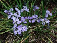 Iris unguicularis plants in flower