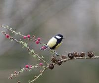 Parus major - Great tit perching on Larch branch