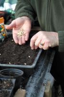 Sowing gourd seeds in seed tray step 2 place seeds on soil evenly spaced