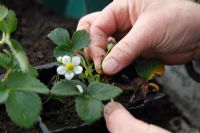 Remove the flowers from young strawberry plants to allow the plant to bulk up
