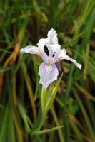 Iris 'Broadleigh Lavinia' 