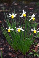 Narcissus 'Jack Snipe' plant in flower