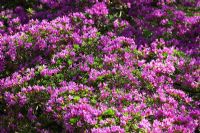 Rhododendron 'Kiritsubo'
