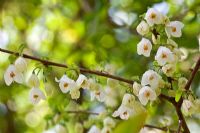 Halesia carolina flowering in spring