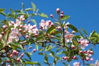 Malus ioensis blossom in spring