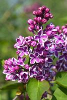 Syringa vulgaris 'Sensation' flowering in spring