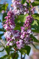 Syringa vulgaris 'Michel Buchner' flowering in spring
