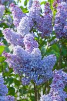 Syringa vulgaris 'Heavenly Blue' flowering in spring