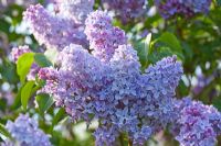 Syringa vulgaris 'Heavenly Blue' flowering in spring