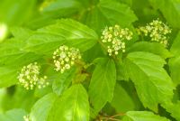 Acer tataricum ginnala - Amur Maple