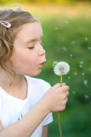 Young girl blowing a Dandelion seedhead