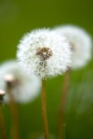 Taraxacum officinale - Dandelion seedhead