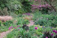 Naturalistic plantings in Holbrook Garden - early May with Allium hollandicum 'Purple Sensation' AGM, Centaurea 'John Coutts' and Cercis siliquastrum AGM - at dusk
