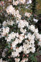 Hybridising Rhododendrons - a seedling cross of Rhododendnron 'Odee Wright' and Rhododendron 'Brocade'