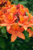 Rhododendron 'Golden Eagle'