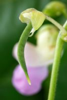Phaseolus vulgaris - French climbing bean Small bean just formed 
