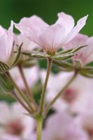 Erodium chrysanthum - Pink flowered form   - Heron's  Stork's bill