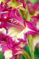 Gladiolus 'Laguna' - Sword lily  