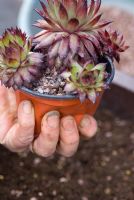 Repotting Sempervivum 'Squib' - removing the pot bound plant by squeezing the pot to loosen the roots