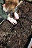 Rubus idaeus  - Raspberry planting bare rooted plants - arrange roots in trench