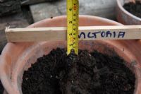 Planting rhubarb crown in a pot - check planting depth is about 30mm below surface