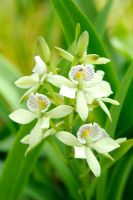Encyclia radiata - Scented orchid