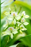 Encyclia radiata. Scented orchid