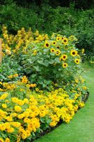 Yellow bedding scheme with Rudbeckias, calceolarias and Sunflowers