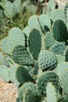 Opuntia engelmanii var. lindheimeri - Cow's Tongue Cactus