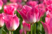 Tulipa triomphe 'Dynasty' 