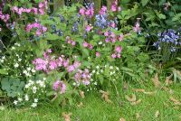 Silene dioica - Red Campion, Stellaria holostea - Greater Stitchwort and Hyacinthoides hispanica - Spanish bluebell growing in border by fence 