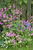 Silene dioica - Red Campion, Stellaria holostea - Greater Stitchwort and Hyacinthoides hispanica - Spanish bluebell growing in border by fence 
