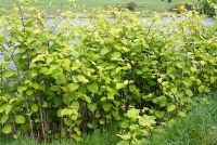 Fallopia japonica - Japanese Knotweed, an invasive plant