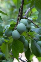 Prunus insititia 'Reine Claude du Bavay' - Greengages growing on tree