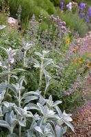 Stachys Byzantina - Lambs Ears growing with Nepeta 'Seven Hill Giant' alongside gravel path