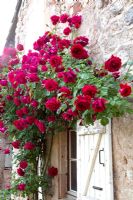 Rosa 'Crimson Glory' climbing around a window with peeling shutters