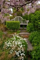 Garden bench with overhanging Wisteria and bench grown from box tree, Tilford Cottage, Surrey
 