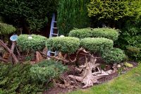 Cloud pruning of a Juniper tree topped with silver balls, Tilford Cottage, Surrey