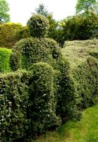 Man in hedge grown from Cotoneaster simonsii, Tilford Cottage, Surrey