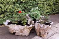 Containers made from tree roots on patio planted with Geraniums, Tilford Cottage, Surrey