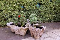 Containers made from tree roots on patio planted with Geraniums, Tilford Cottage, Surrey