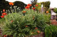 Poppies growing amongst sculptures - Tilford Cottage, Surrey