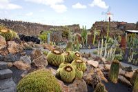 Echinocactus grusonii -  El Jardin de Cactus, Lanzarote