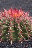 Emerging flowers of Ferocactus - El Jardin de Cactus, Lanzarote, Canary Islands