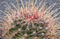 Spines and spkes of Ferocactus Hamatacanthus (Mexico).  El Jardin de Cactus, Lanzarote, Canary Islands.  Designer -  Cesar Manrique